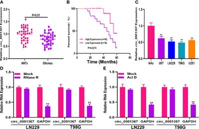 The Circ_0001367/miR-545-3p/LUZP1 Axis Regulates Cell Proliferation, Migration and Invasion in Glioma Cells